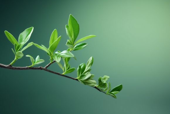 Elevating Digital and Print Design with the Natural Elegance of Ruscus Textures